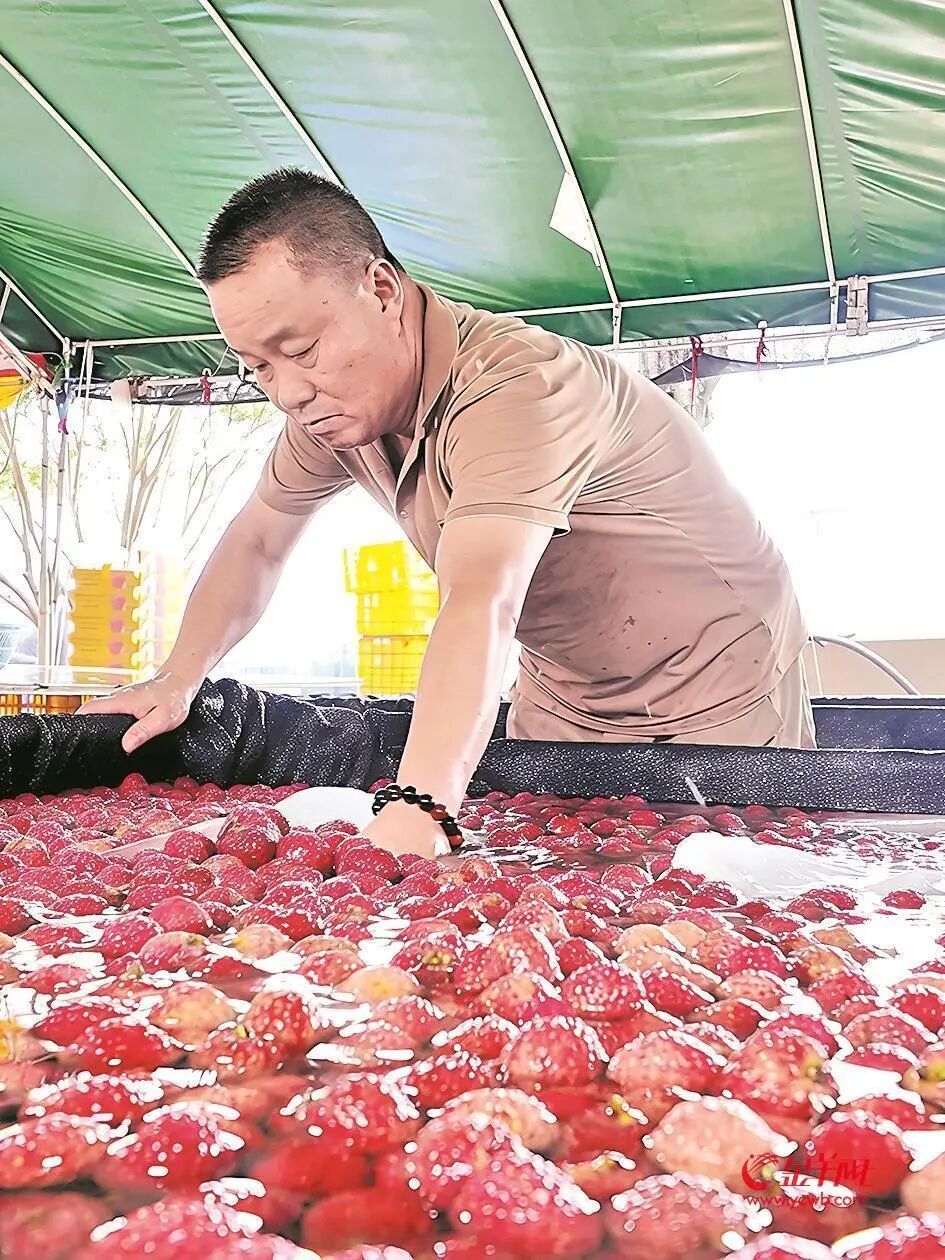 仙进奉果园现场辟谣：荔枝泡的是冰水！不是药水！