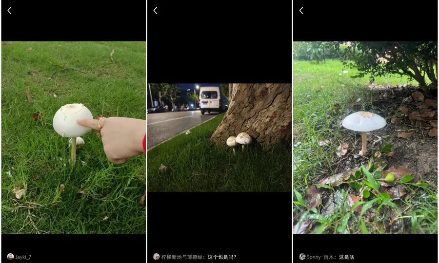 复旦大学校园内这一幕被人拍下近期正疯狂繁殖！