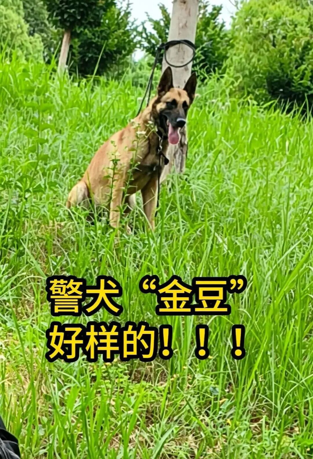 “汪汪队”出击！警犬助力抓获2名盗窃嫌疑人！