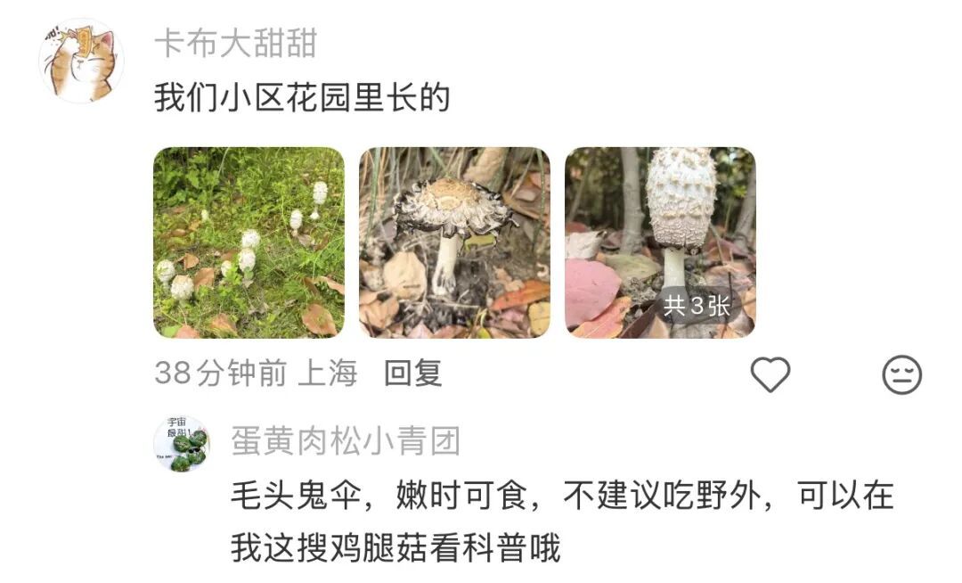 复旦大学校园内这一幕被人拍下近期正疯狂繁殖！
