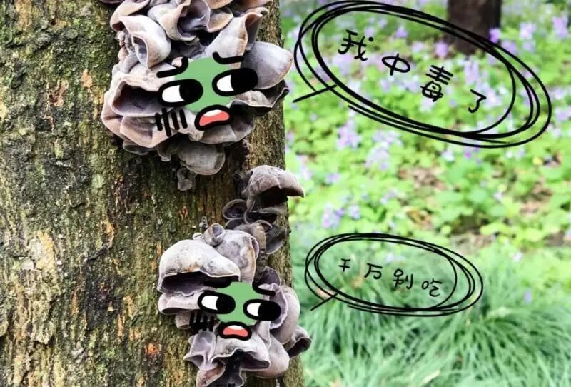 复旦大学校园内这一幕被人拍下近期正疯狂繁殖！