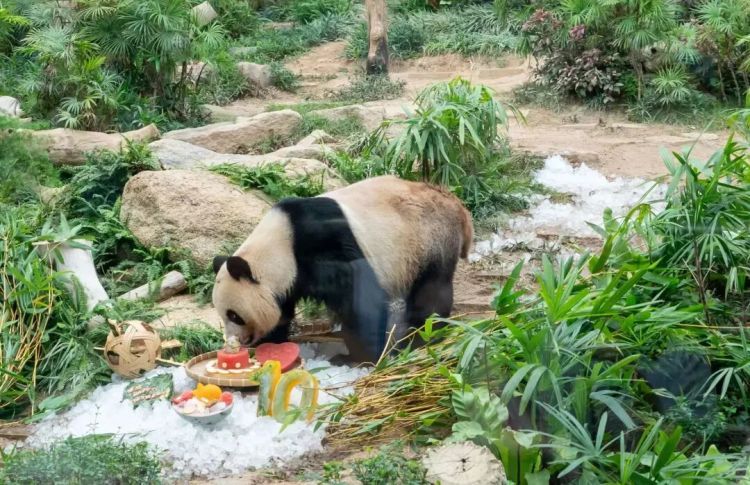 赠澳门大熊猫后代“健健”“康康”拟于10月抵蓉入住成都基地 &nbsp;澳门大熊猫馆同步优化扩建