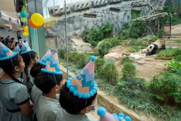 赠澳门大熊猫后代“健健”“康康”拟于10月抵蓉入住成都基地 &nbsp;澳门大熊猫馆同步优化扩建