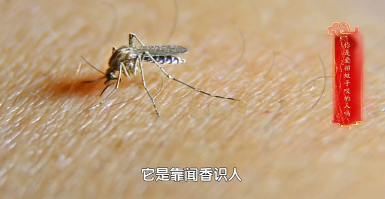 蚊子最爱这种血型？错！这5种人才是招蚊体质！（含驱蚊止痒妙招）