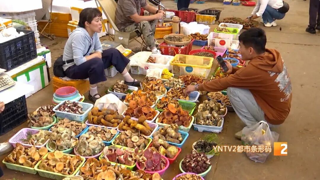 牛肝菌、鸡枞菌价格腰斩！香格里拉松茸从一万多降到三四千元！云南野生菌旺季开启啦！