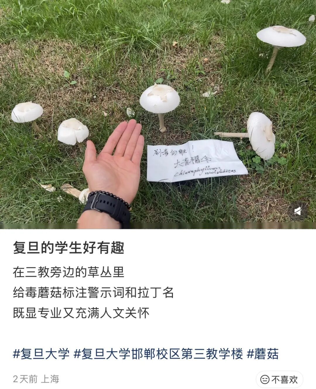 复旦大学校园内这一幕被人拍下近期正疯狂繁殖！