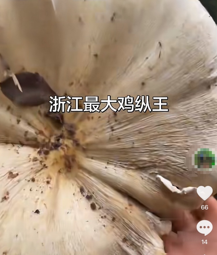 雨后杭州，大量出现！医生紧急提醒：不要采、不要买、不要吃，严重可能致命