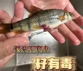 谁知道这东西竟然有毒？浙江网友一家三口吃溪石斑鱼进医院