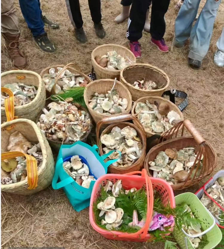 雨后杭州，大量出现！医生紧急提醒：不要采、不要买、不要吃，严重可能致命