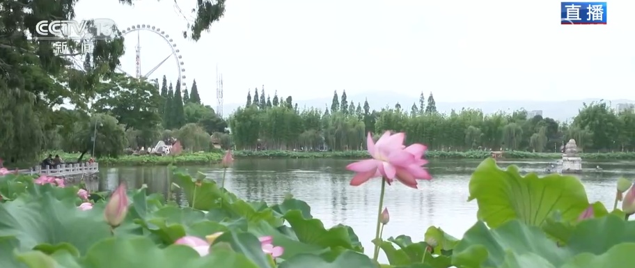 “以水生金”释放夏日消费活力 “好颜值”变“好价值”一季荷韵带动文旅热
