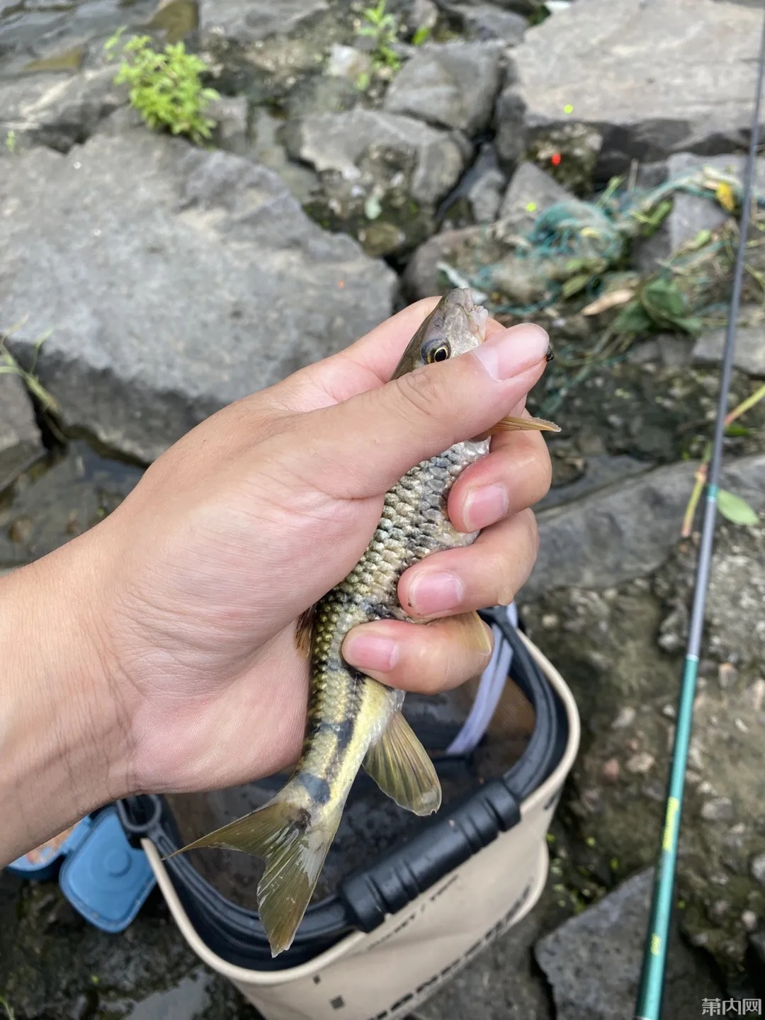 谁知道这东西竟然有毒？浙江网友一家三口吃溪石斑鱼进医院