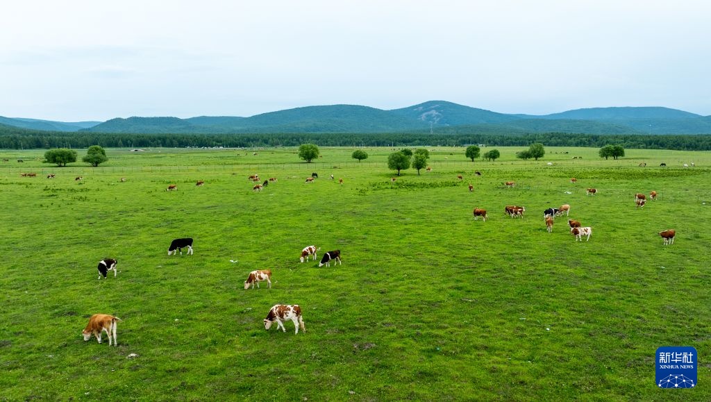 美丽中国丨阿尔山国家森林公园夏日即景