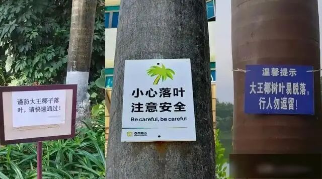 女子小区散步被落叶砸中，构成十级伤残，法院判了