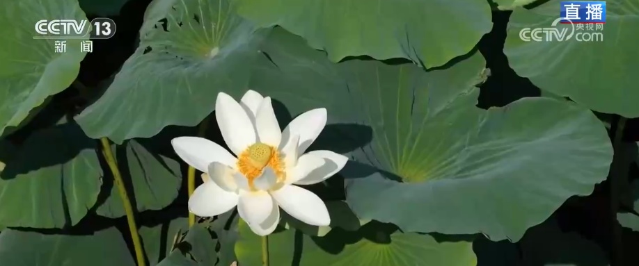 “以水生金”释放夏日消费活力 “好颜值”变“好价值”一季荷韵带动文旅热