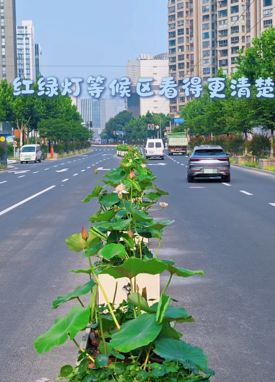 上海马路中央首次“入住”荷花！网友感叹：太卷了，你让别的城市怎么办……