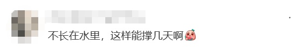 上海马路中央首次“入住”荷花！网友感叹：太卷了，你让别的城市怎么办……
