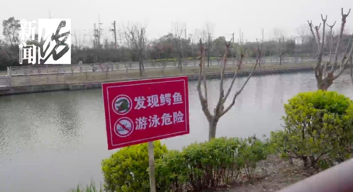 上海一小区人工湖惊现鳄鱼，个头还不小！多方配合终捕获 被套进布袋还在挣扎