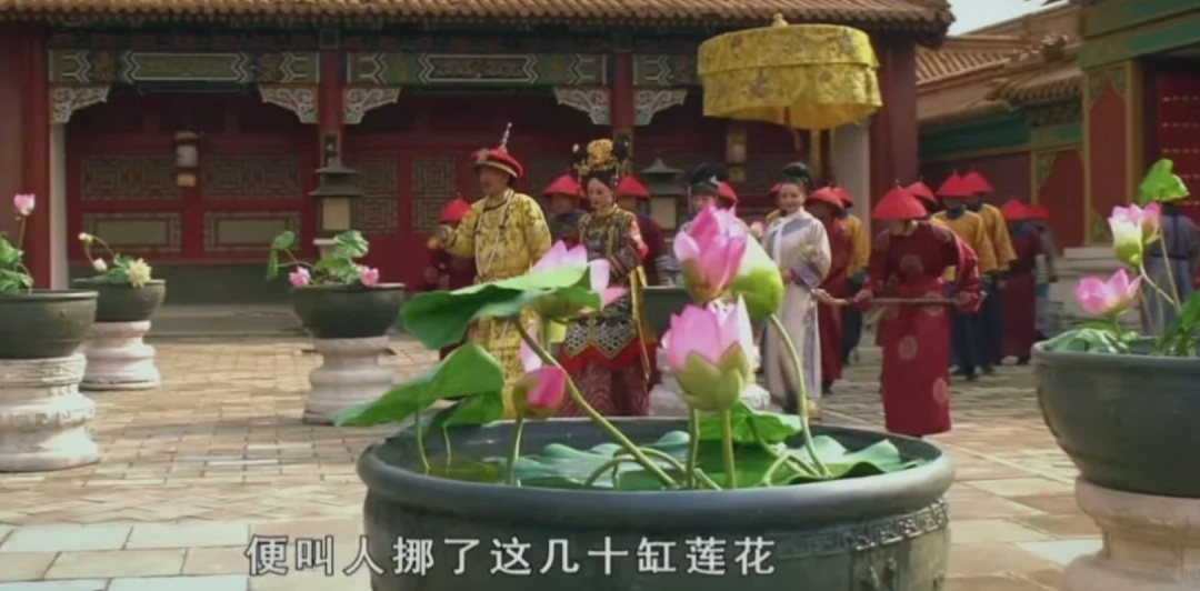 上海马路中央首次“入住”荷花！网友感叹：太卷了，你让别的城市怎么办……