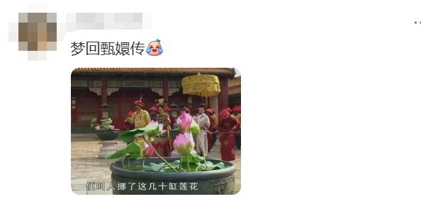上海马路中央首次“入住”荷花！网友感叹：太卷了，你让别的城市怎么办……