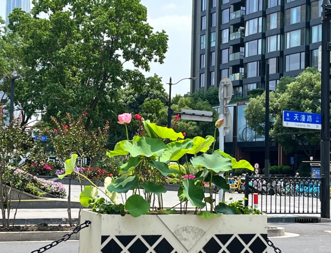 上海马路中央首次“入住”荷花！网友感叹：太卷了，你让别的城市怎么办……