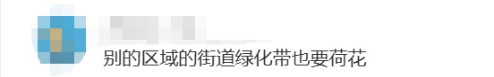 上海马路中央首次“入住”荷花！网友感叹：太卷了，你让别的城市怎么办……