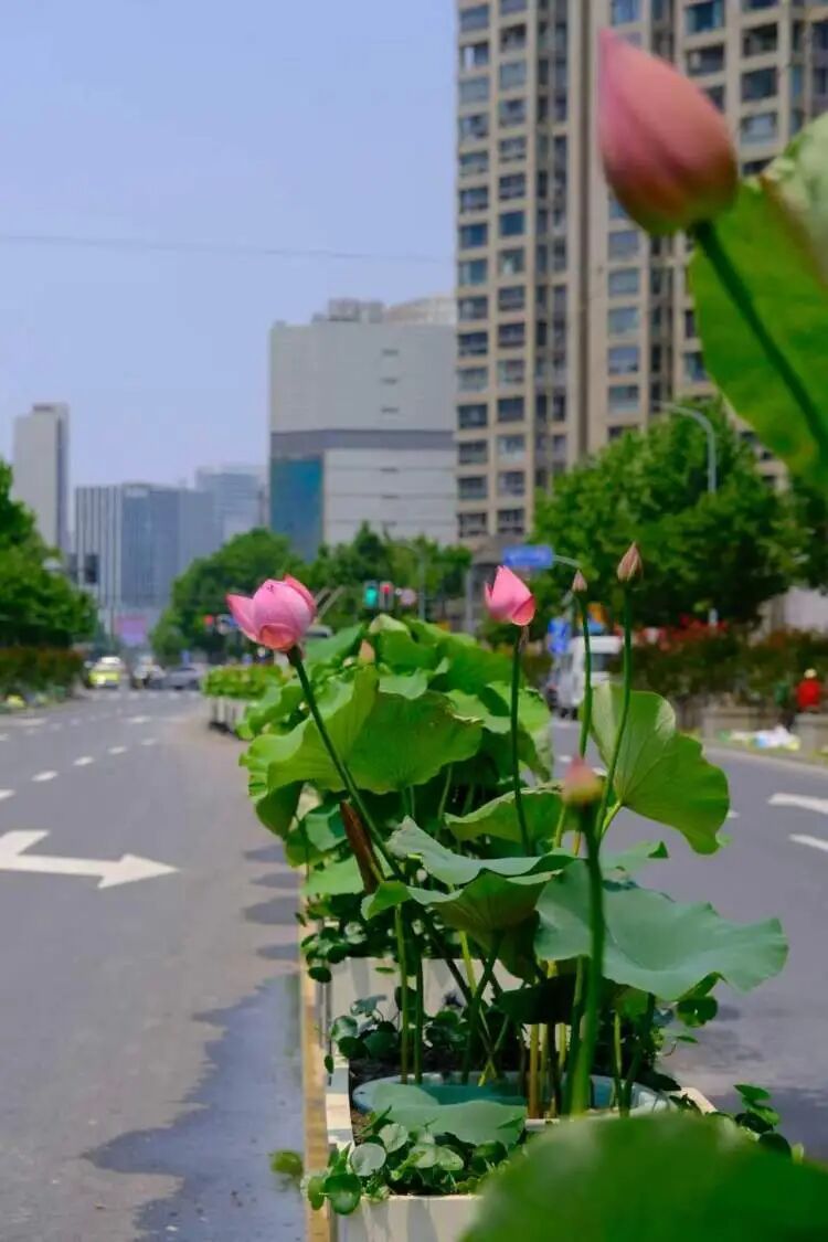 上海马路中央首次“入住”荷花！网友感叹：太卷了，你让别的城市怎么办……