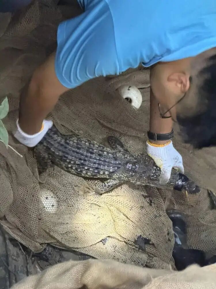 上海一小区内出现鳄鱼，多部门出动抓捕，当地：系2岁暹罗鳄，初判是人为遗弃