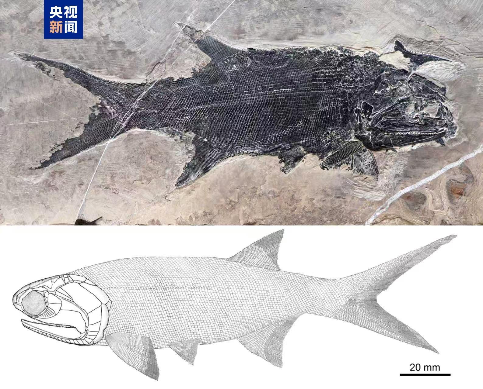 云南罗平生物群发现翼鳕属新物种“罗平翼鳕”