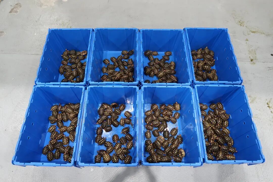 密密麻麻！39岁男子利用跨境私家车走私386只活龟、27条活蛇和2只活蜥蜴