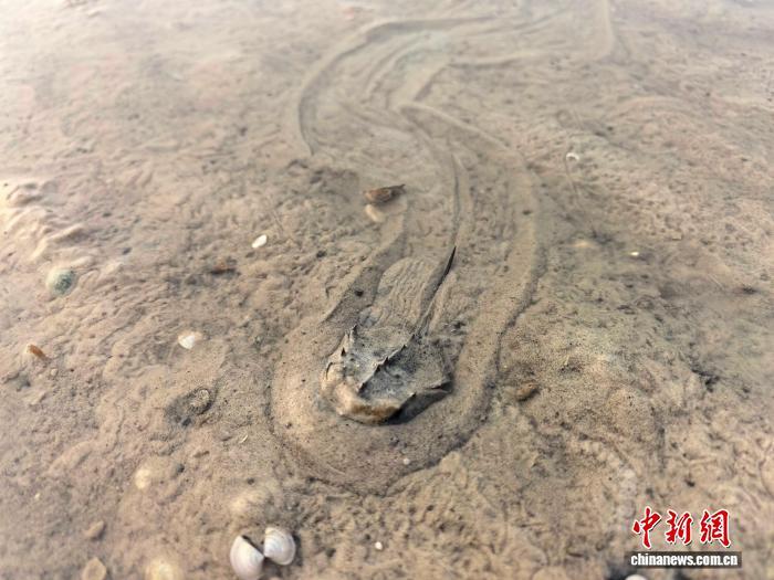 广西合浦儒艮国家级自然保护区中国鲎幼鲎密度再攀新高