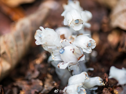 贵州六盘水发现27株水晶兰