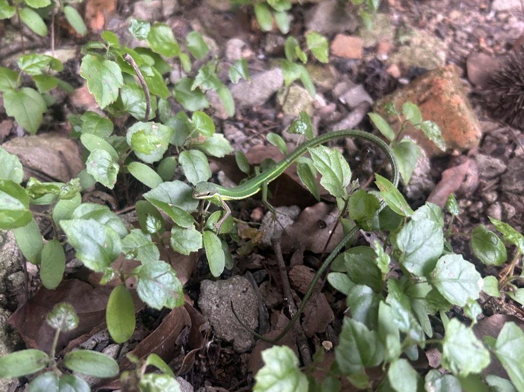 比大熊猫还罕见！宁波再现崇安草蜥身影