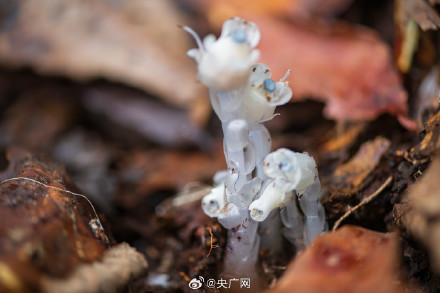贵州六盘水发现27株水晶兰