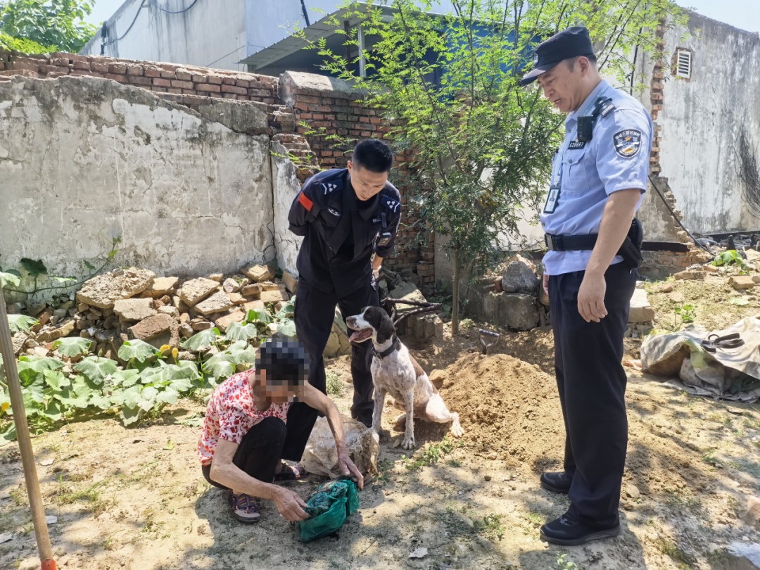 安徽警犬小花立功了!花椒树下挖出46000元现金! 安徽警犬小花立功了!花椒树下挖出46000元现金!