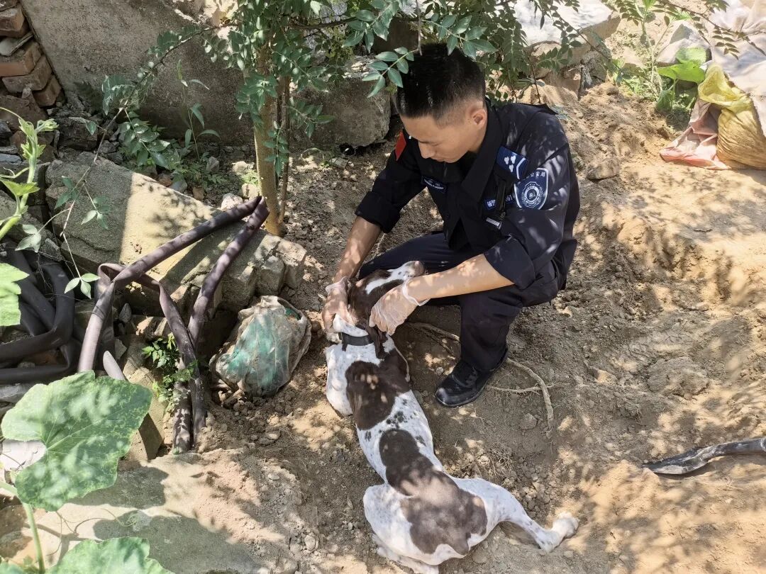 安徽警犬小花立功了!花椒树下挖出46000元现金! 安徽警犬小花立功了!花椒树下挖出46000元现金!