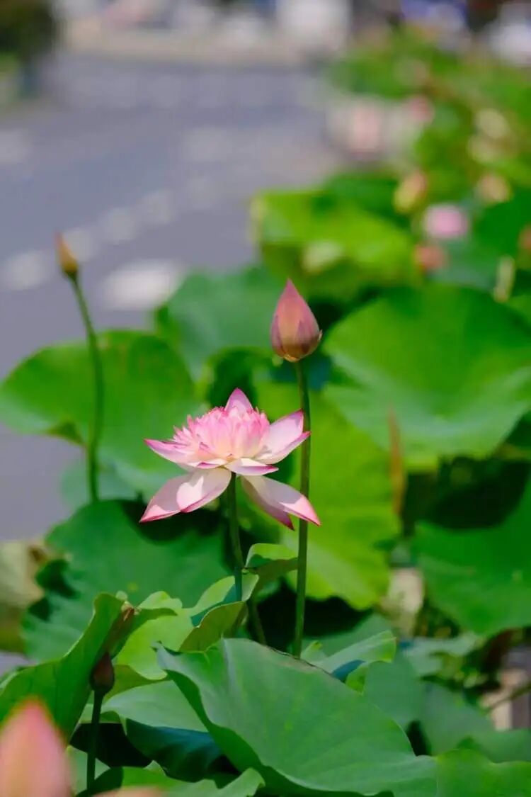 "上海还是太超前!"市中心马路中央摆上了!冲上热搜️ "上海还是太超前!"市中心马路中央摆上了!冲上热搜️