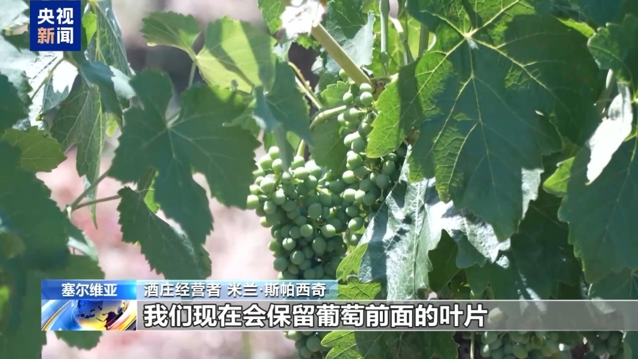 记者观察丨热浪持续 塞尔维亚葡萄园面临挑战 记者观察丨热浪持续 塞尔维亚葡萄园面临挑战