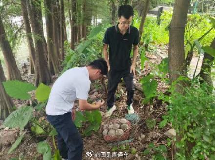 罕见!广州发现多枚完整恐龙蛋化石 罕见!广州发现多枚完整恐龙蛋化石