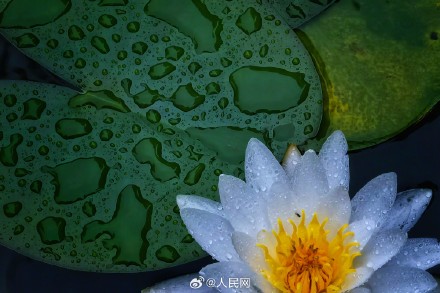 夏日睡莲开出一池清凉