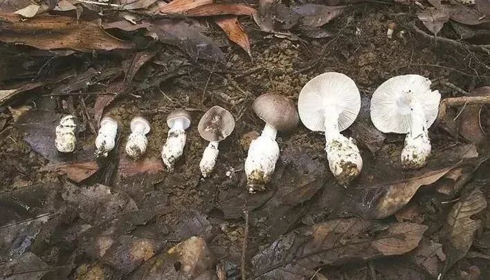 一女子中毒,出现幻觉手舞足蹈,医生:吃了隔夜“见手青” 一女子中毒,出现幻觉手舞足蹈,医生:吃了隔夜“见手青”