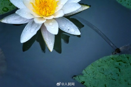 夏日睡莲开出一池清凉