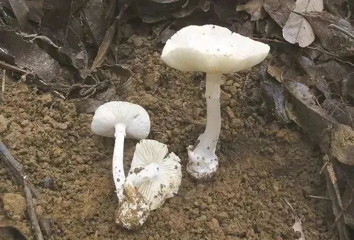 一女子中毒,出现幻觉手舞足蹈,医生:吃了隔夜“见手青” 一女子中毒,出现幻觉手舞足蹈,医生:吃了隔夜“见手青”