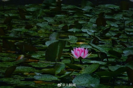 夏日睡莲开出一池清凉