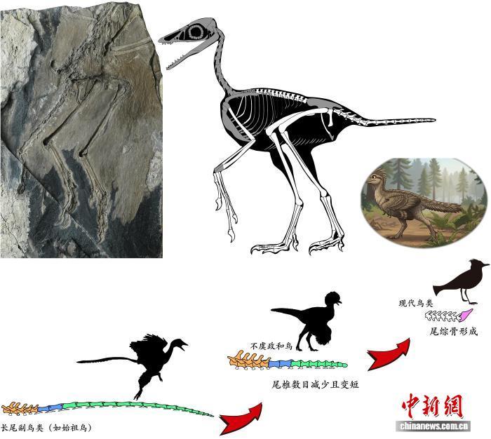 中国发现已知体型最小长尾鸟类 为鸟尾演化路径提供关键化石铁证 中国发现已知体型最小长尾鸟类 为鸟尾演化路径提供关键化石铁证