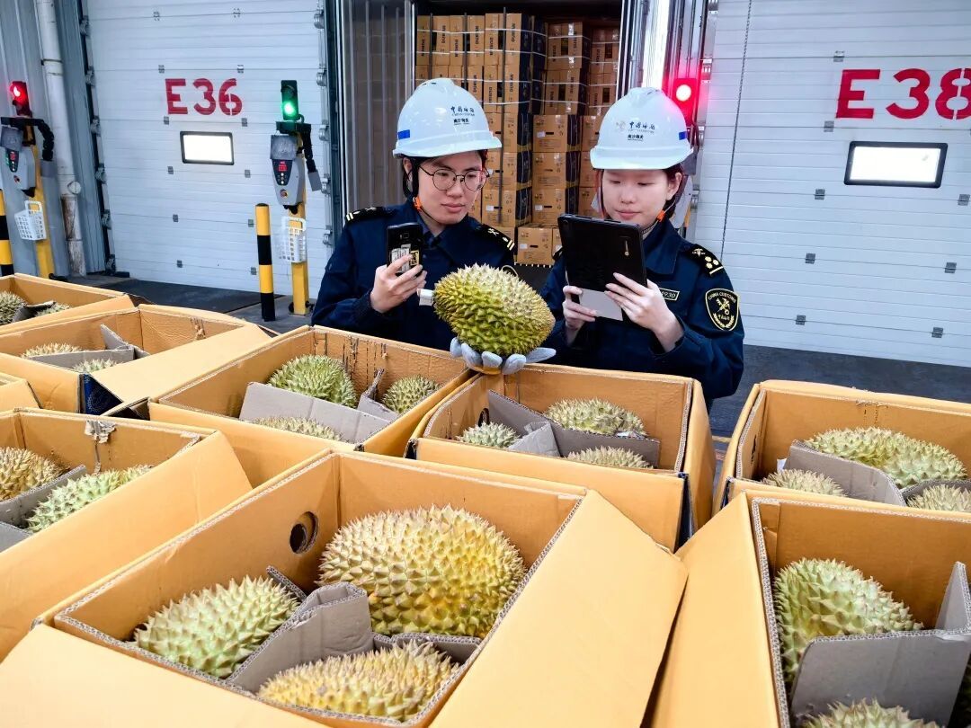 160吨泰国鲜食榴莲运抵广州，最快2小时到水果批发市场