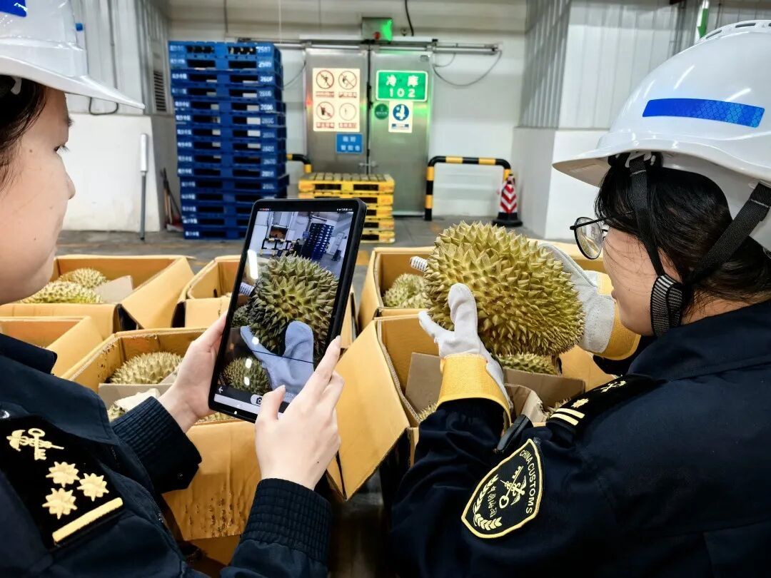 160吨泰国鲜食榴莲运抵广州，最快2小时到水果批发市场
