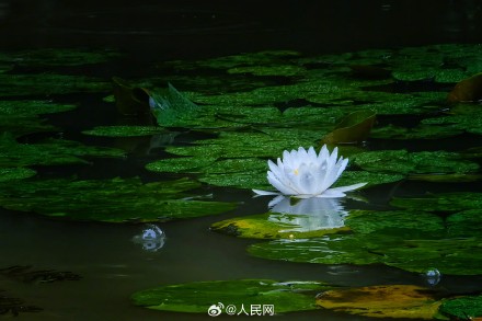 夏日睡莲开出一池清凉