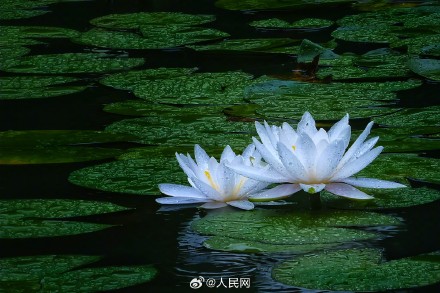夏日睡莲开出一池清凉