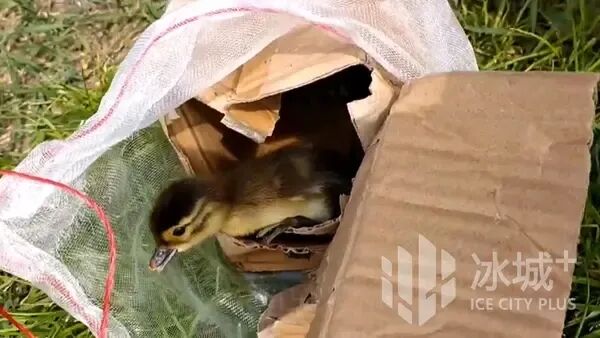后半夜蹲守找寻2小时!“鸳鸯奶爸”救下10只落单新生小鸳鸯 后半夜蹲守找寻2小时!“鸳鸯奶爸”救下10只落单新生小鸳鸯