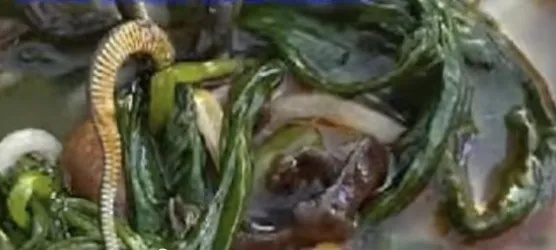 女子吃螺蛳粉吃出一条蛇，店员端走倒掉，提出重做或退10元 摊主：致歉并愿赔偿